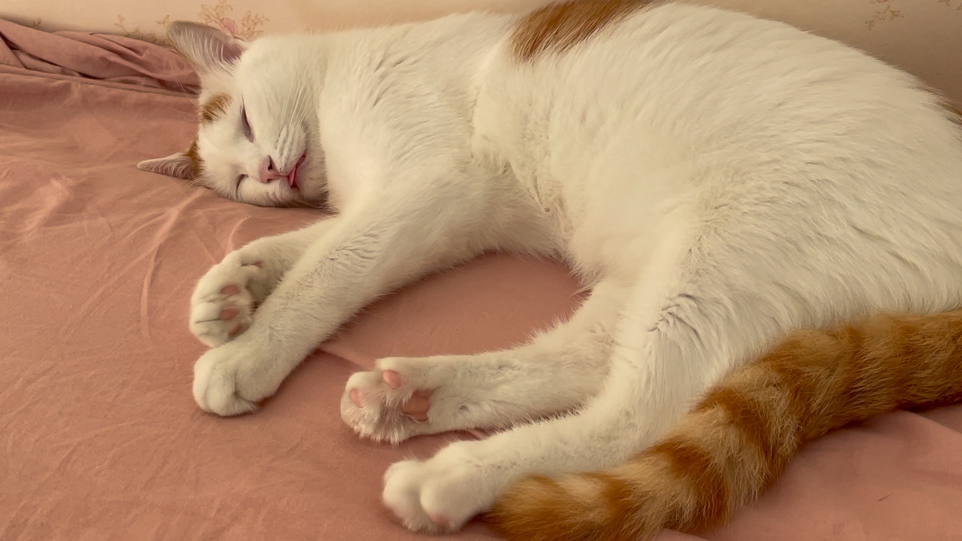 做梦梦到猫追我
